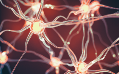 Découvrez si votre cerveau est un véritable menteur !